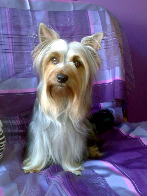 Amis.-australian silki terier.